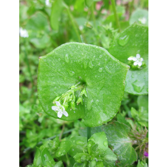 Purslane Green MIgardener Seed