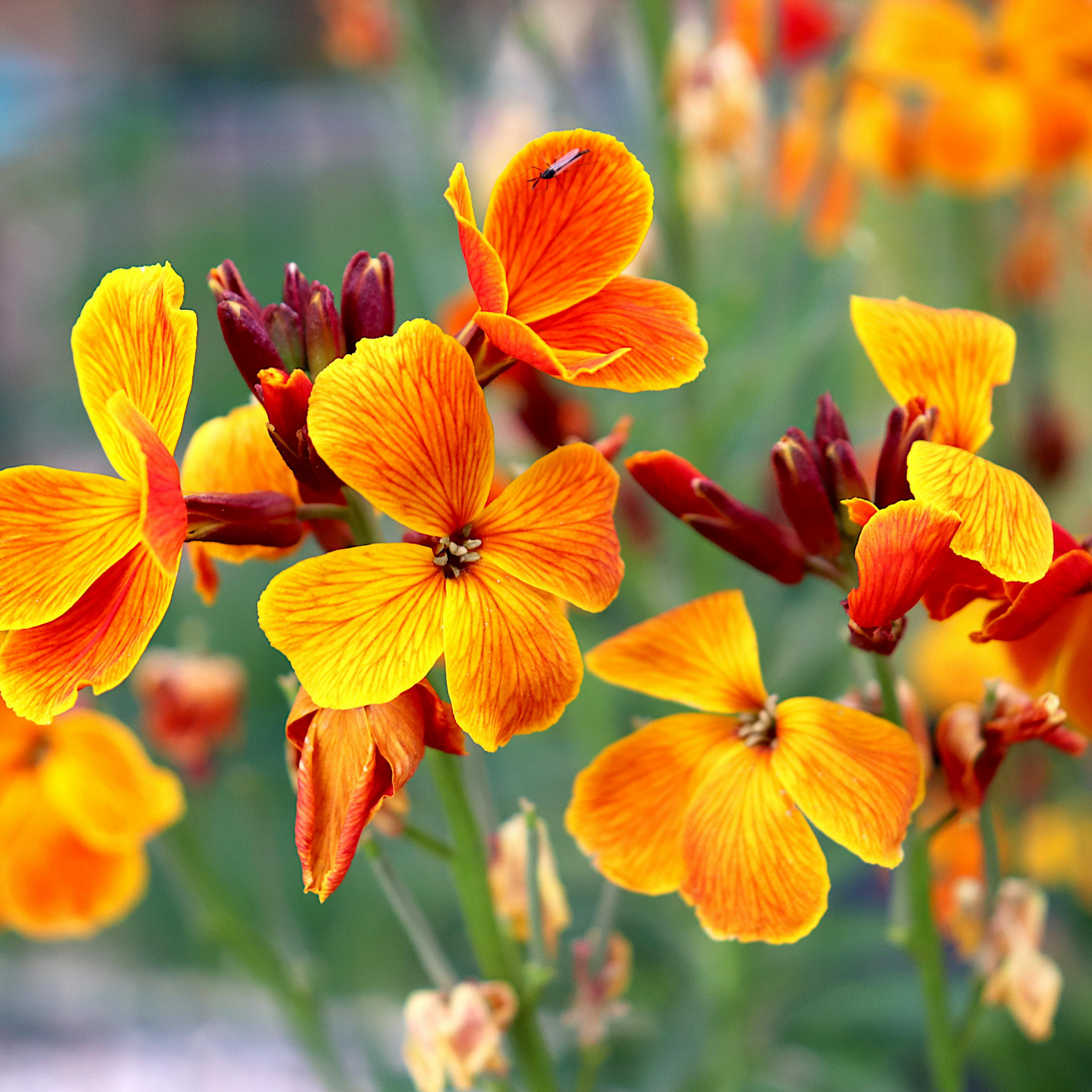 オリジナルThe Wallflowers - Blushing 〜 12インチ Wallflower Double Mixed OSC Seed – Garden Girl