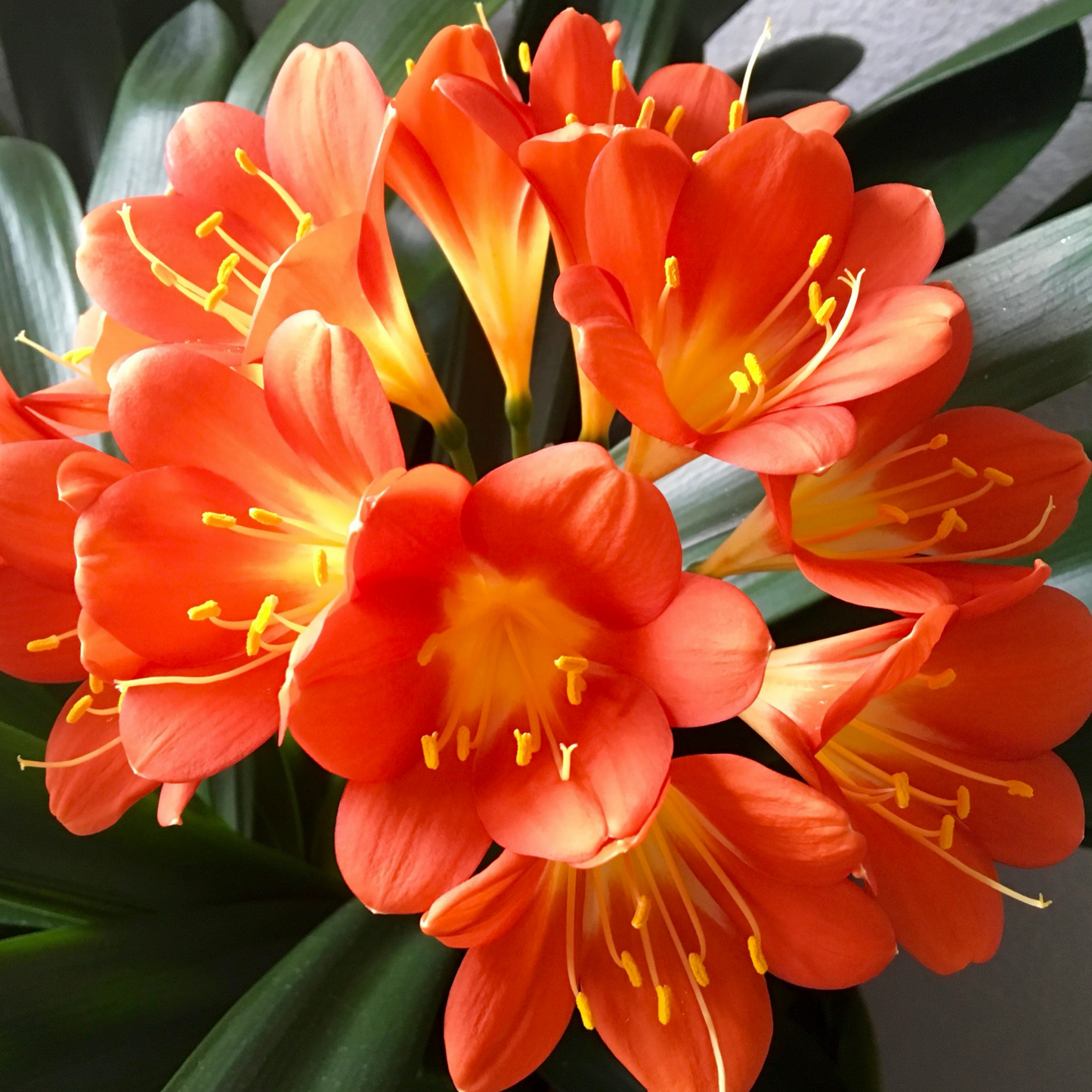 Clivia Orange