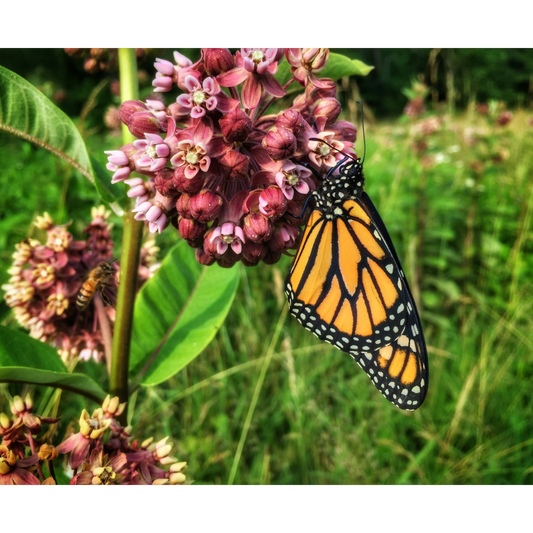 Milkweed Cinderella Swamp 1G