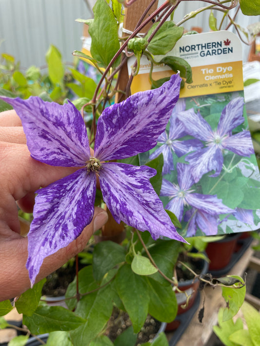 Clematis Tie Dye 1G