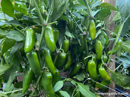 Pepper Jalapeno Early Bubba