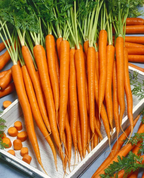Carrot Imperator OSC Seed