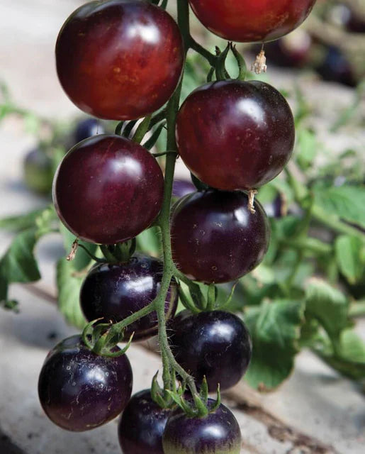 Tomatoes Indigo Rose Organic WCS Seeds