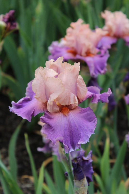 Iris Discovered Treasure Bearded - Plant 1G