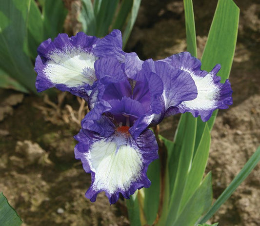 Iris Freeze Frame Pumila- Plant 1G