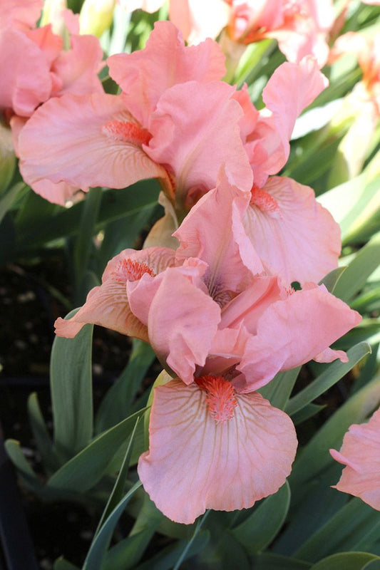 Iris Pink Pumila- Plant 1G