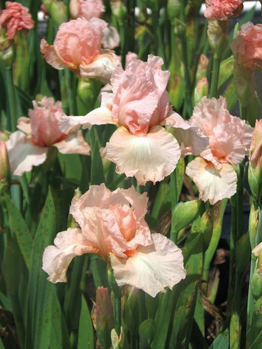 Iris Pink Attraction Bearded Plant 1G