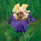 Iris Recurring Delight Bearded - Plant Plug