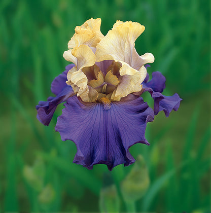 Iris Recurring Delight Bearded - Plant Plug