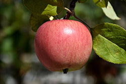 Apple Tree Prairie Magic 7G