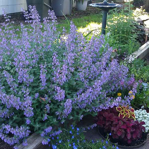 Junior Walker™ Catmint 4" Pot