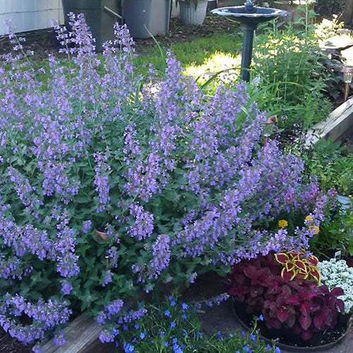 Catmint Junior Walker 1G