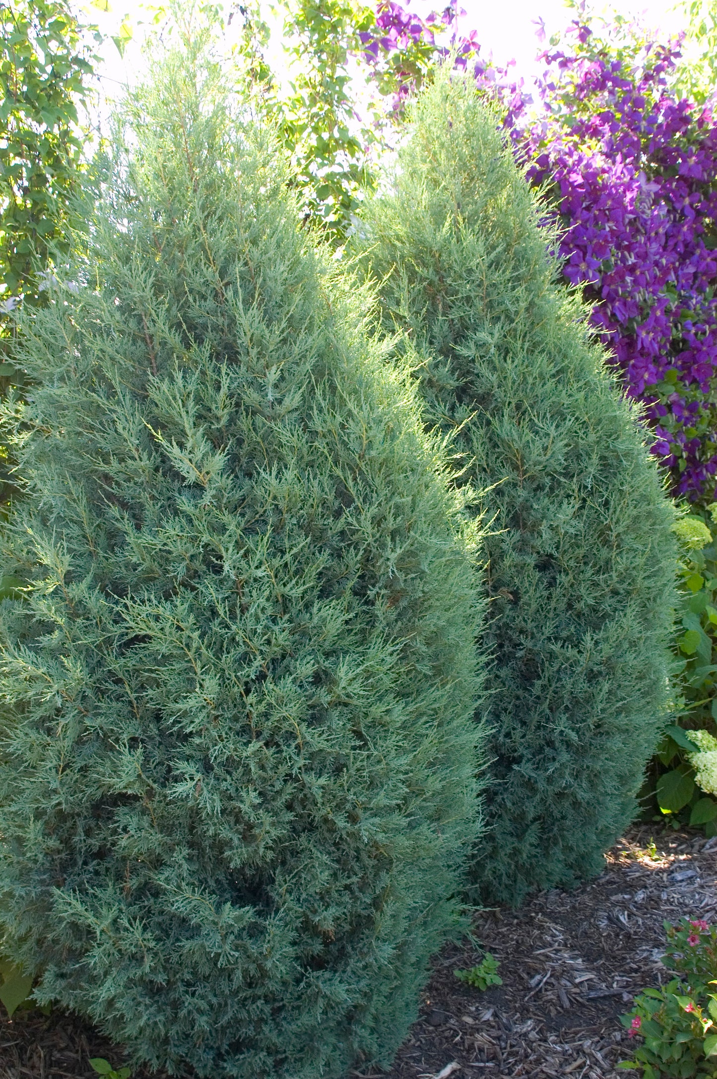 Juniper Medora