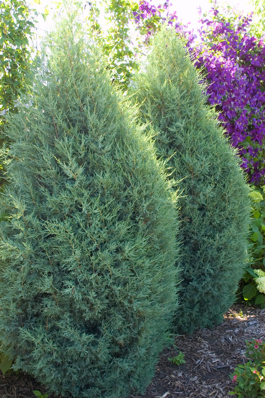 Juniper Medora