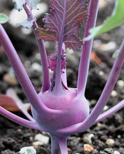 Kohlrabi Kolibri WCS Seed