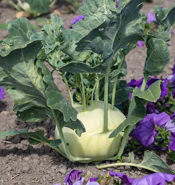Kohlrabi Konan F1 Coated WCS Seed