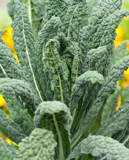 Kale Lacinato Organic WCS Seed