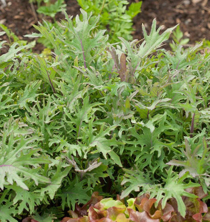 Kale Red Russian Organic WCS Seed