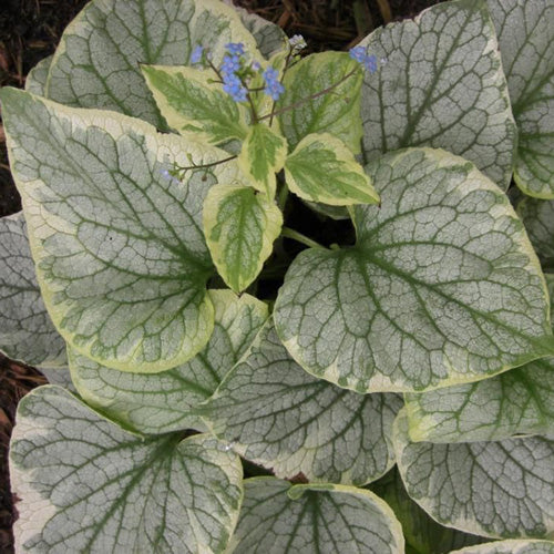 Brunnera King's Ransom 1G