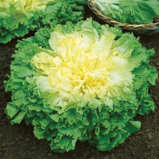 Endive Broadleaf MIgardener Seed