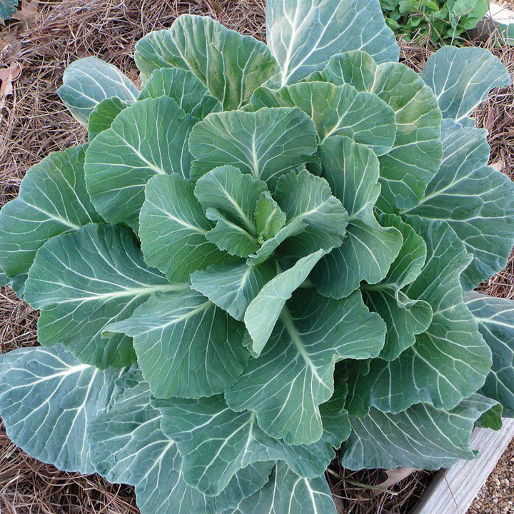 Collards Georgia Southern Migardener Seed