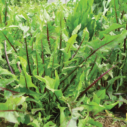 Dandelion Italian MIgardener Seed