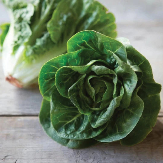 Lettuce Little Gem Butterhead MIgardener Seed