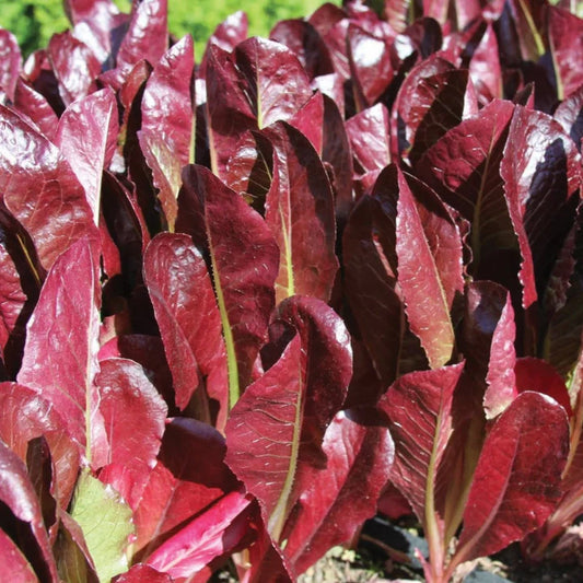 Lettuce Super Red Romaine Migardener Seed