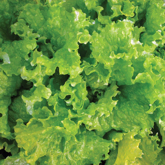 Lettuce Slobolt Migardener Seed