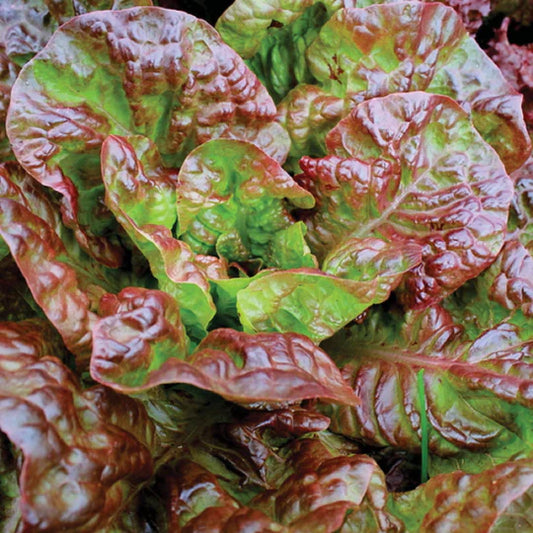 Lettuce Prizehead Leaf MIgardener Seed