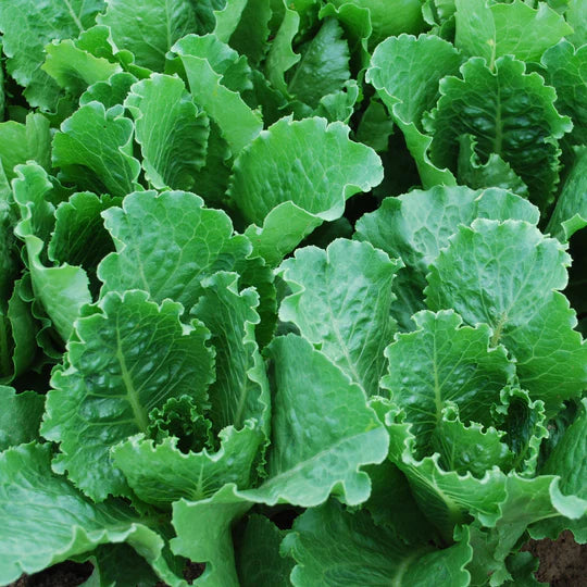 Lettuce Crisp Mint MIgardener Seed