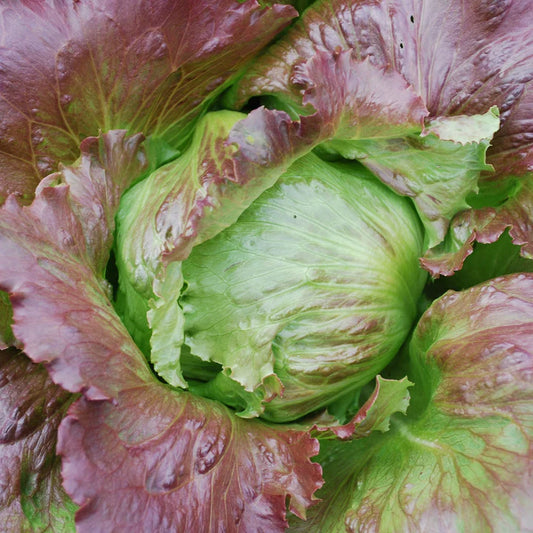 Lettuce Pablo Migardener Seed