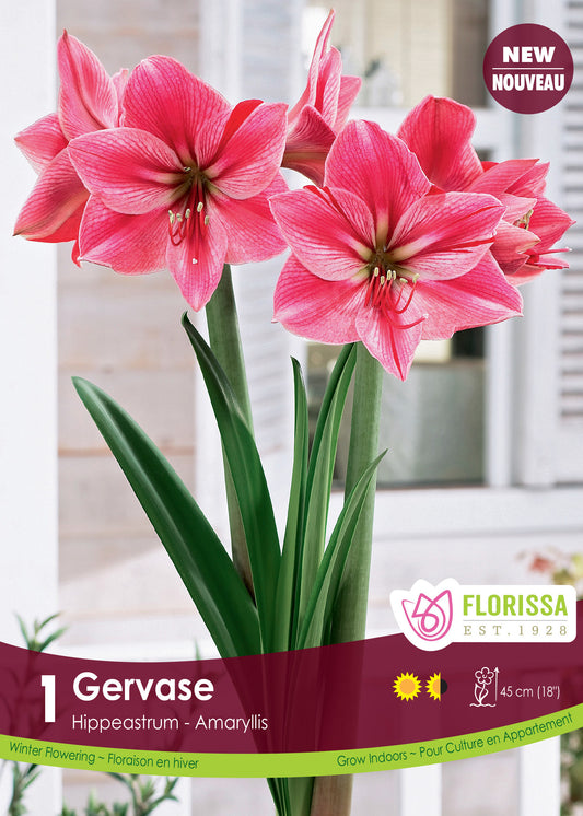 Amaryllis Bulb Gervase 26cm Bulb