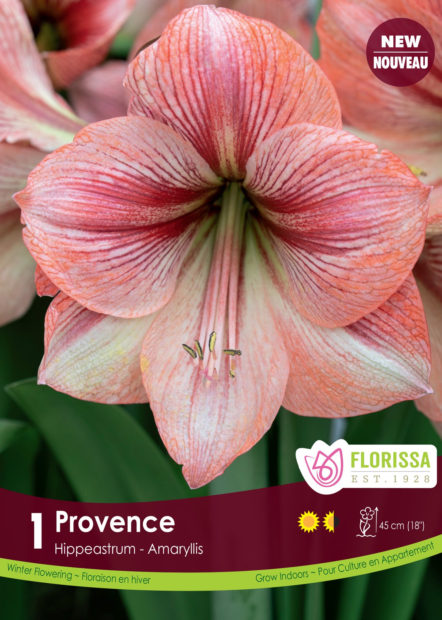 Amaryllis Bulb Provence 26cm Bulb