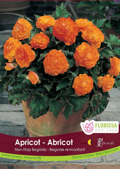 Bundle Your Begonias & Save