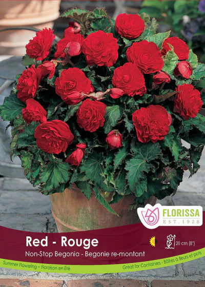 Begonia Non-stop Red Tuber