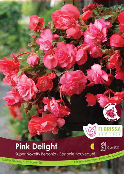 Begonia Super Novelty Pink Delight Tuber