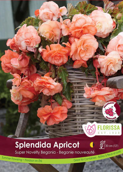 Bundle Your Begonias & Save