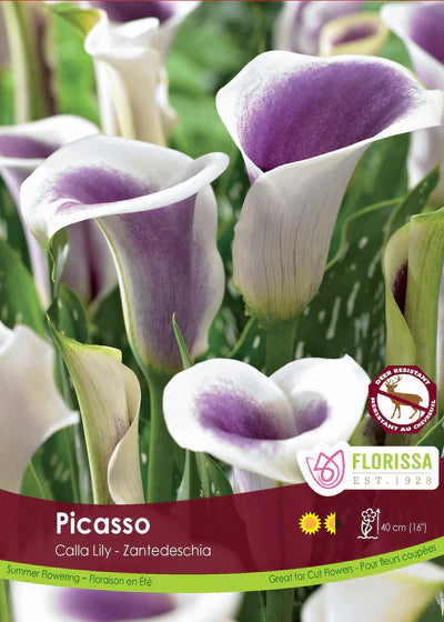 Calla Lily Picasso Bulb