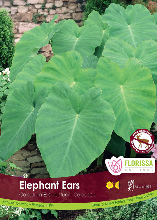 Caladium Colocsia Elephant Ears Bulb