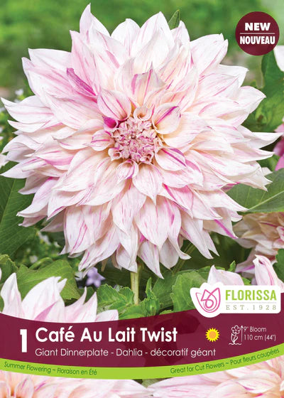 Dahlia Cafe au Lait Twist Dinnerplate Clump