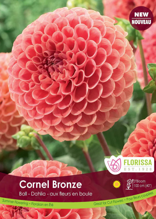 Dahlia Ball Cornel Bronze Clump