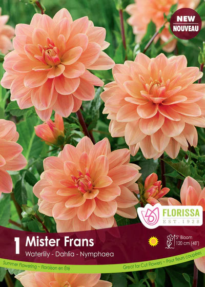 Dahlia Water Lily Mister Frans