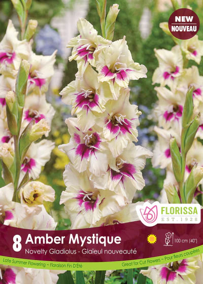 Gladiolus Amber Mystique Bulbs