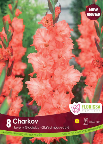 Gladiolus Charkov Bulbs