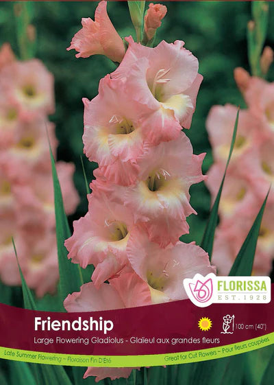 Gladiolus Friendship Pink Bulbs