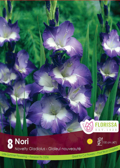 Gladiolus Nori Bulbs