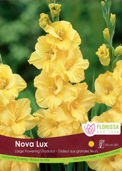 Gladiolus Nova Lux Bulbs