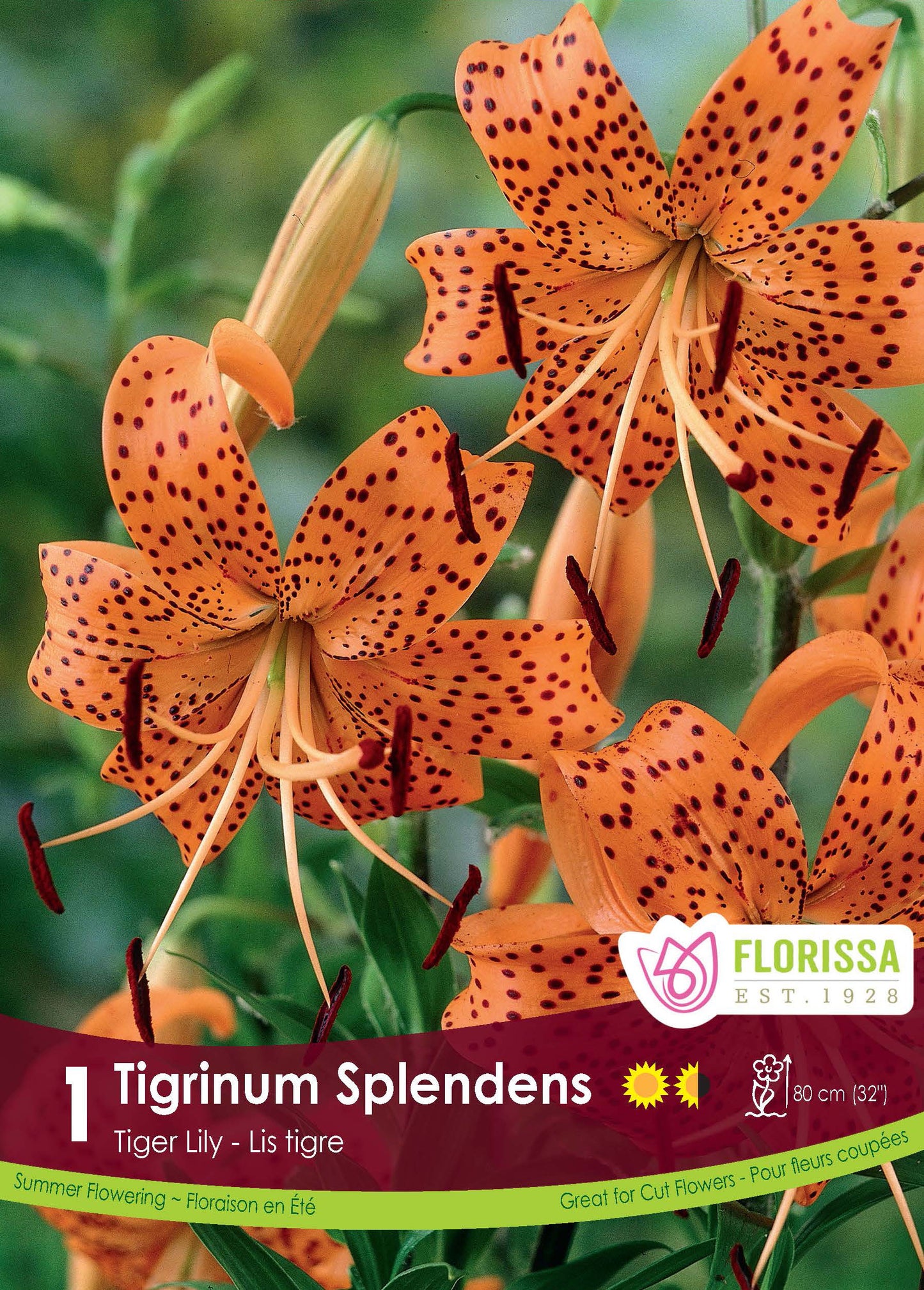 Buy Splendens Orange Tiger Lily Plants, Free Shipping